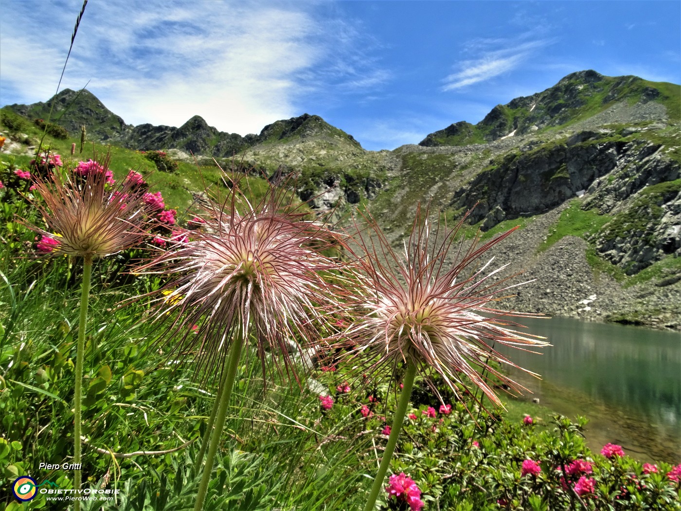 40 Pulsatilla alpina in fiorescenza con Rododendri rossi al Lago di Sopra.JPG